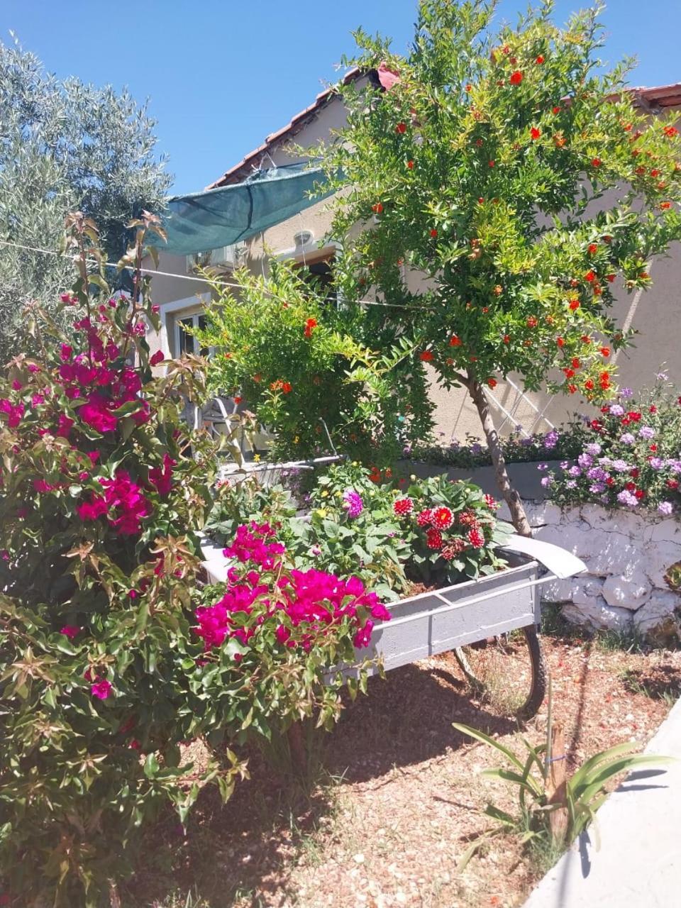 Disha Apartman Ksamil